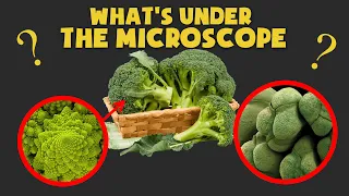 What is IT under the Microscope? 🧠 | COMMON Objects under MICROSCOPE Quiz