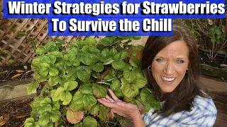 Winter Strategies for Strawberries to Survive the Chill/In Cold Winter Areas & Frost-Free Climates