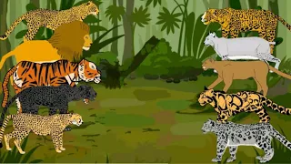 Animals turnament animation —all animation