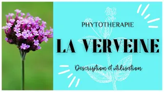 LA VERVEINE EN PHYTOTHERAPIE - TOUT SAVOIR EN 3 MINUTES 🌿