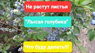 Не растут листья на голубике. Лысый куст.