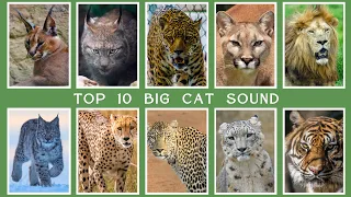 All Big Cat Sounds - Top 10 Big Cat Sound Effects HQ