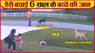 German Shepherd Saves Six year old Boy From Attack by Another Dog