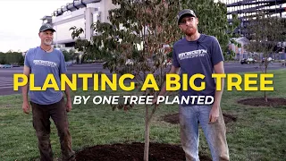 How to Plant a BIG Tree | One Tree Planted