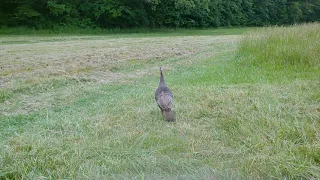 Trail Cam Animals: deer, great blue heron, turkey....