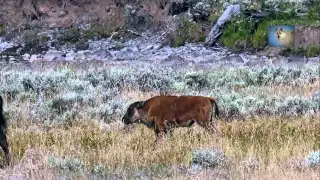 The Lamar Canyon Pack Wolves - The Puppies