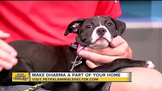 Pet of the week: Dharma is a special puppy needing a loving home after having leg amputated