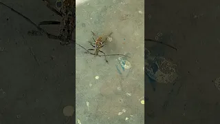 Big brother of spider in upper dibang valleys