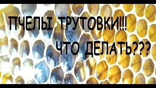 Пчелы трутовки!!! Что делать???