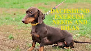 Dachshund Exercise Needs and Ideas