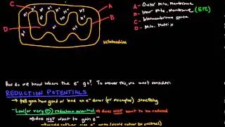 Electron Transport Chain (Part 1 of 3) - Introduction and Reduction Potentials