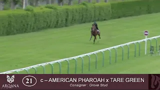 American Pharoah Tare Green 2019