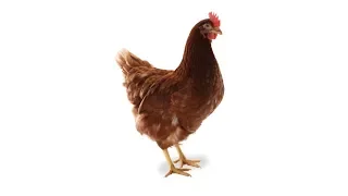 STOCKTALES PARODY: Chicken