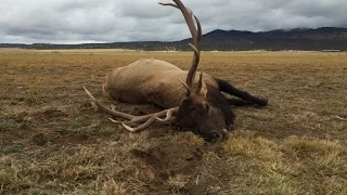 6x7 Bull Elk Trips on Fence and Dies