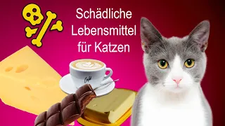 Diese Lebensmittel schaden der Katze - was ist giftig für eine Katze?