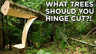 Hinge Cutting Trees For Deer | What Trees To Cut? | Habitat Management