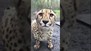 cheetah meow.mp4