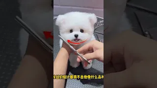 Mini Pomeranian Dog - Funny And Cute  Pomeranian Videos | Funny Puppy Videos #10