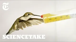 How Hummingbirds Cheat Death | ScienceTake