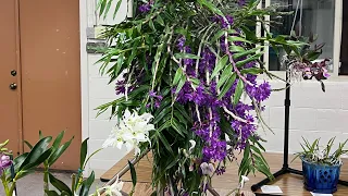 April 2024 Orchid Society Show & Tell, an Unruly Vanda and a Cruise Thru the Shade House.