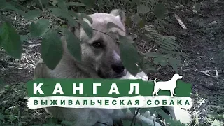 КАНГАЛ - обзор на самую "выживальческую" собаку)))