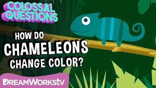 How Do Chameleons Change Color? | COLOSSAL QUESTIONS
