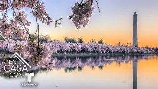 Regresa el festival de los cerezos a Washington D. C. | Telemundo