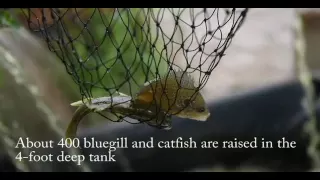 How Food Field's aquaponics system works