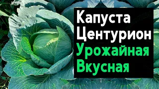 Капуста Центурион урожайная, транспортабельная с отличным вкусом! (29.09.20)