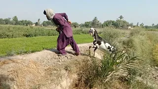 goat and man new funny vedio hd animals