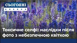 Небезпечна квітка: як дельфіній може зашкодити людині?