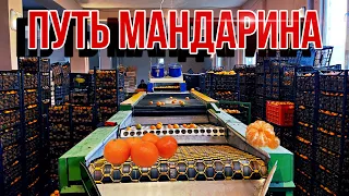 #მანდარინი | Мандарины 🍊 подготовка и отправка  на новый  год