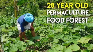 Abundant 28 Year Old Food Forest, Permaculture Farm Tour - Part1