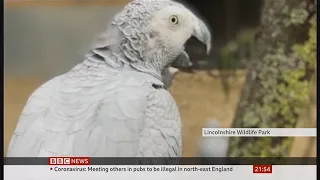 Swearing grey parrots moved and Beyoncé singing parrot (fun stories) (UK) BBC News 29 September 2020