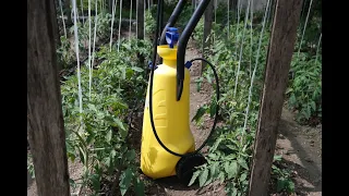 Tomatoes - spraying against diseases and pests in June.