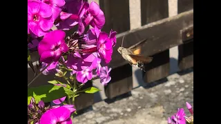 Taubenschwänzchen  2020 oder " Der Kolibri, der ein Schmetterling ist! "