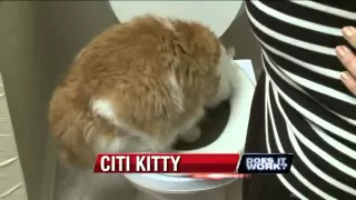 Does it Work? CitiKitty Cat Toilet Seat