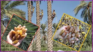 Harvesting palm tree fruit  ،cultivation in the traditional method