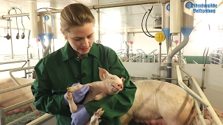 OV-Videoserie Hofblick Teil 6: Mit einer Tierärztin unterwegs