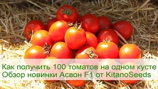 🍅Как получить 100 томатов на одном кусте. Обзор новинки Асвон F1 от KitanoSeeds🍅