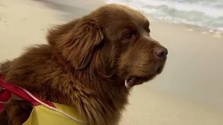 Man vs Dog: The Life Saving Challenge | Extraordinary Animals | Series 2 | BBC Earth