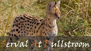 Serval Cat Video From Dullstroom, South Africa - Hunting & Marking Territory | Stories Of The Kruger