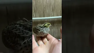 Птенец дикого перепела 18 дней. Baby quail calling. Bedana sayrashi.