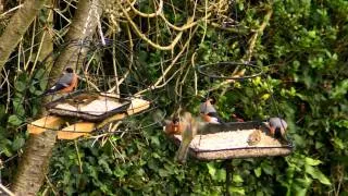 Bullfinch Bird Bonanza