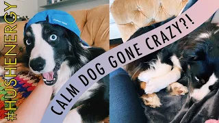 WATCH THIS BEFORE YOU GET AN AUSTRALIAN SHEPHERD | Personality and common issues