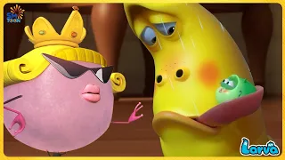 LARVA SEASON 6 EPISODE 249 | NEW CARTOONS MOVIE NEW VERSION | HILARIOUS CARTOON COMPILATION