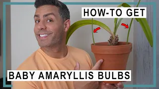 How-To Get Your Amaryllis Bulbs to Grow and Re-Bloom | Getting New Baby Bulbs