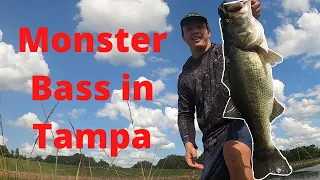 Giant Bass at The Tampa Bypass Canals