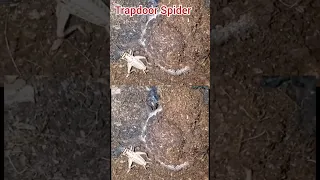 Trapdoor Spider