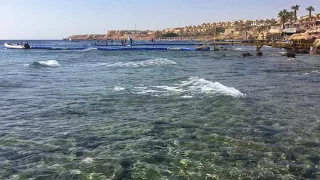 Egypt. Sharks bay. Red sea. Бухта Шаркс бей. Шарм эль Шейх